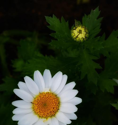 白晶菊的花语及其象征意义（揭示白晶菊的花语，传递爱与希望的信号）