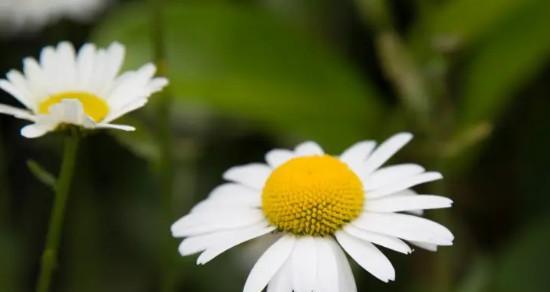 白菊的花语及其深层含义（揭示白菊的美丽、纯洁和悲伤）