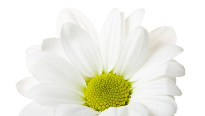 白菊的花语及其深层含义（揭示白菊的美丽、纯洁和悲伤）