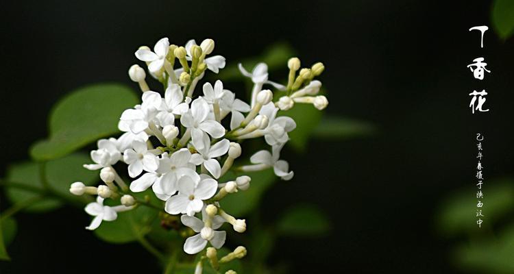 丁香花寓意与文化价值（探寻丁香花在传统文化中的象征意义）