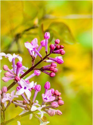 丁香花寓意与文化价值（探寻丁香花在传统文化中的象征意义）