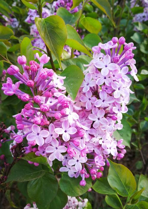 丁香花寓意与文化价值（探寻丁香花在传统文化中的象征意义）