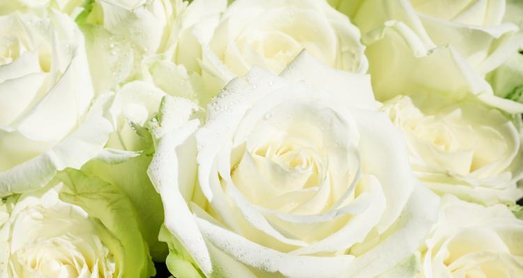 白玫瑰的花语——纯洁与真爱的象征（探秘白玫瑰的含义及传递的情感）