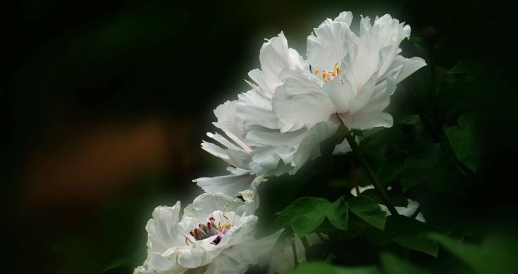 白牡丹的花语（探寻白牡丹背后的神秘花语）