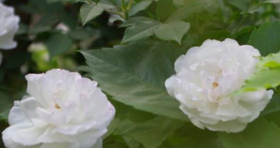 白蔷薇的花语——纯洁与爱情（探寻白蔷薇花朵的象征意义）