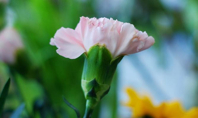 白色康乃馨的花语（康乃馨花语的秘密和意义）