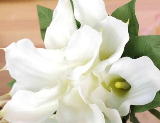 白色马蹄莲的花语与美丽意象（悠然洁白，寓意纯洁和坚强）