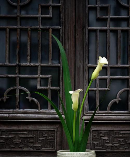 白色马蹄莲的花语与美丽意象（悠然洁白，寓意纯洁和坚强）