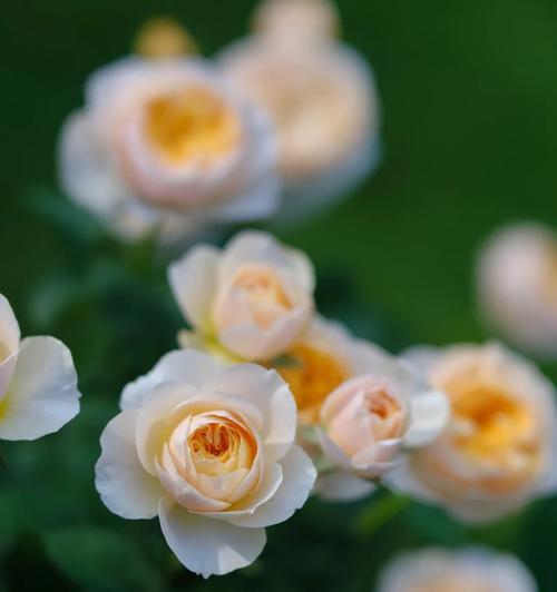 白色月季花的花语与象征意义（白色月季花的纯洁和永恒——以花语和象征意义探究）