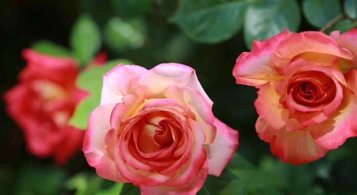 白色月季花的花语与象征意义（白色月季花的纯洁和永恒——以花语和象征意义探究）