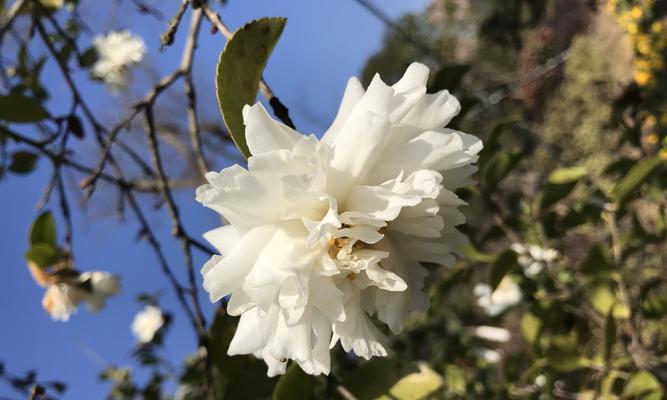 白山茶的花语与心灵之旅（探索白山茶的花语，感受心灵的旅程）