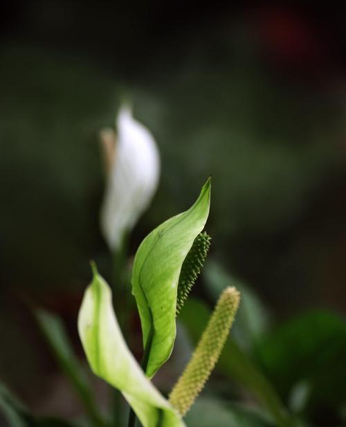 白掌的花语（揭示白掌的神秘花语及寓意）