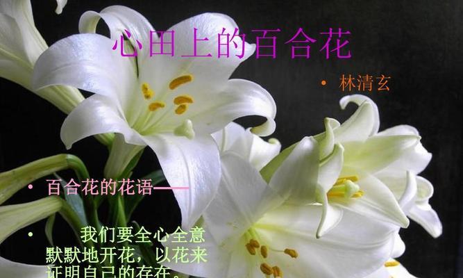 花开花落，百合花语传情之道（传递真情，百合花语的魅力与意义）