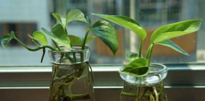 水培绿萝如何快速生长（科学技巧帮你轻松打造绿意盎然的家居空间）
