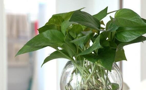 水培绿萝如何快速生长（科学技巧帮你轻松打造绿意盎然的家居空间）