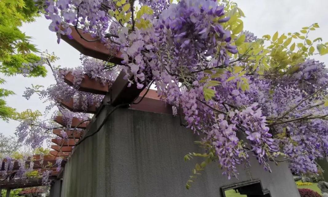 院子里种上紫藤，让生活更美好（紫藤的花与叶，带来无限惊喜）