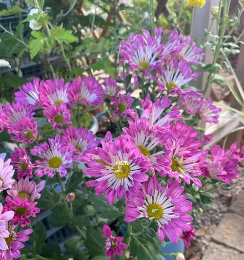 秋天菊花如何打顶（菊花爱好者必读，打顶技巧全解析）
