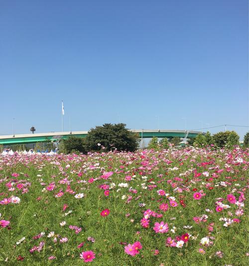 探寻波斯菊的花语之美（绽放于秋日的神秘花朵，透露着什么讯息？）