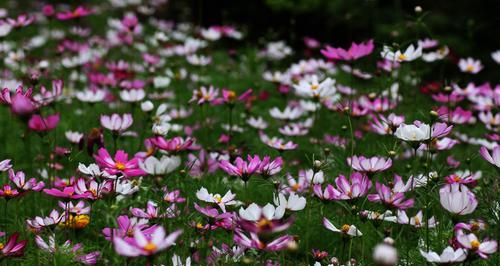 探寻波斯菊的花语之美（绽放于秋日的神秘花朵，透露着什么讯息？）