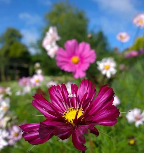 探寻波斯菊的花语之美（绽放于秋日的神秘花朵，透露着什么讯息？）