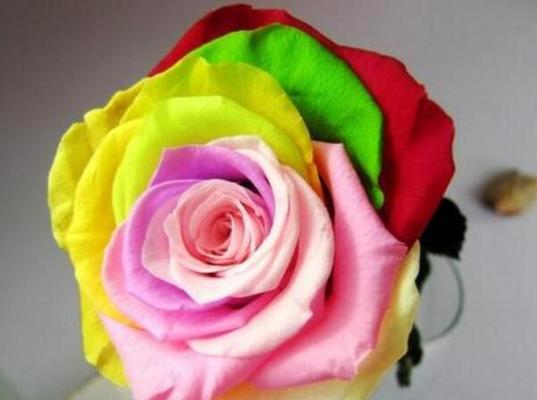 彩虹玫瑰（彩虹玫瑰的多彩花语及传递的情感）