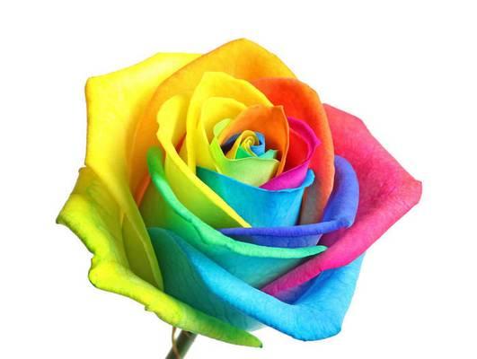 彩虹玫瑰（彩虹玫瑰的多彩花语及传递的情感）