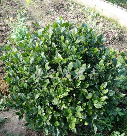栀子花是灌木还是乔木（探寻栀子花的真正面貌与特点）
