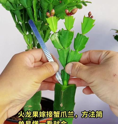 火龙果盆栽种植详解（打造美丽家园的必备技能）