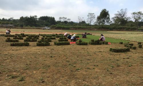 马尼拉草皮种植指南（学会正确的种植方法，打造美丽的草坪）