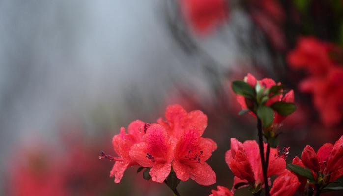 揭秘杜鹃花的风水寓意与注意事项（解读杜鹃花的神秘力量，让生活更美好）