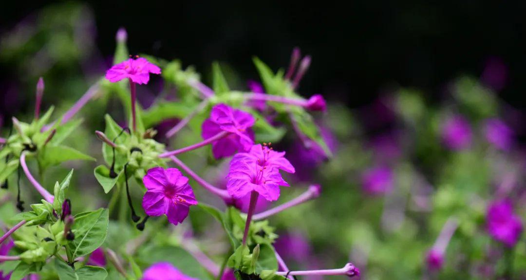 怎样修剪紫色茉莉花（让你的紫色茉莉花更加美丽）