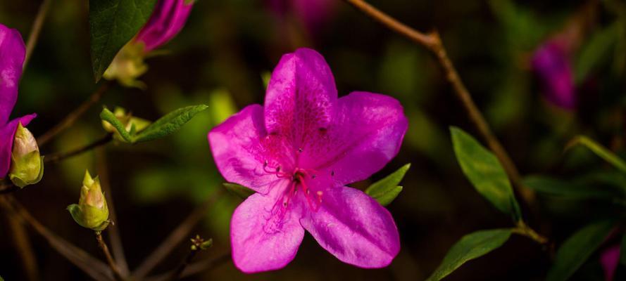 杜鹃花（以鲜艳色彩象征希望与爱情）