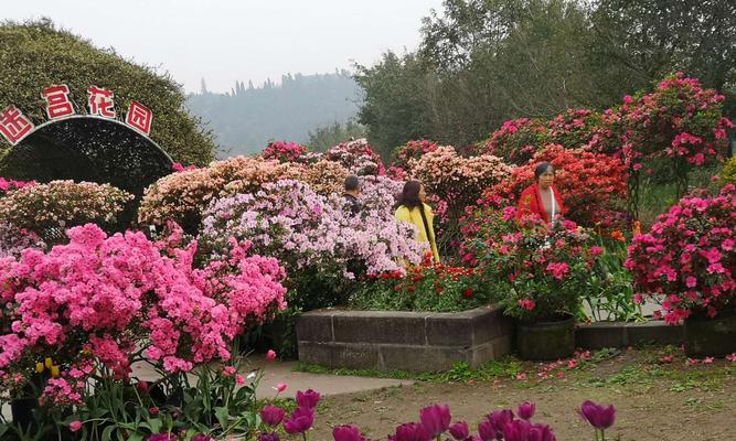 杜鹃花（以鲜艳色彩象征希望与爱情）