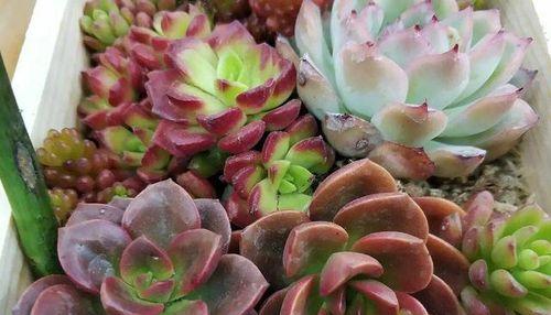 多肉植物品种大揭秘（探索多肉植物的神秘世界，寻找最适合自己的养殖品种。）