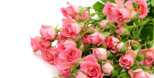 粉色玫瑰的花语及其意义（探索粉色玫瑰的浪漫与温柔）