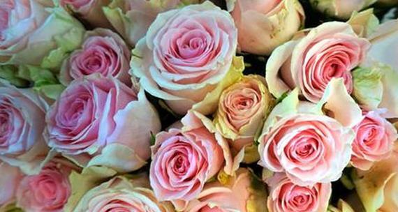粉玫瑰的花语（探索粉玫瑰的象征意义和传达的深情表达）