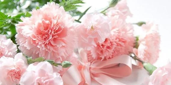 粉色康乃馨的花语（绽放爱意，传递温暖）