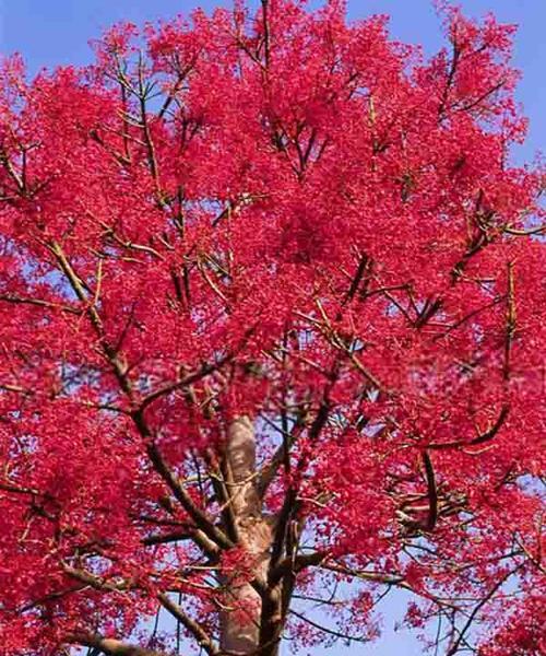 枫叶的花语（探索枫叶花语的奥秘，解读生命与转变的象征）