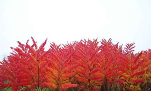 枫叶的花语（探索枫叶花语的奥秘，解读生命与转变的象征）