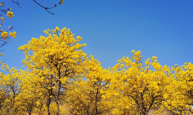 风铃花之美（探索风铃花的花语，了解它的魅力与意义）