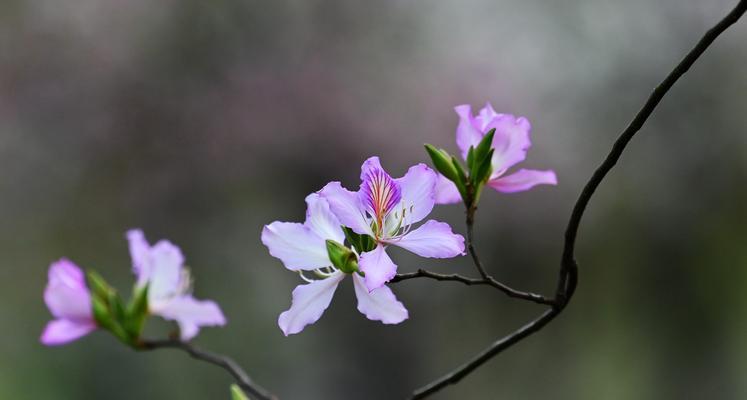 宫粉紫荆花的美丽与寓意（以宫粉紫荆花语为主题的花卉赏析）