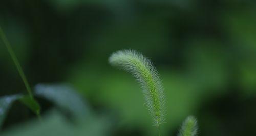 狗尾草的花语（揭示狗尾草所代表的丰富情感）