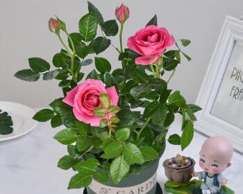 盆栽玫瑰花的养殖技巧（如何在家中成功种植玫瑰花？）