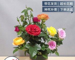 盆栽玫瑰花的养殖技巧（如何在家中成功种植玫瑰花？）