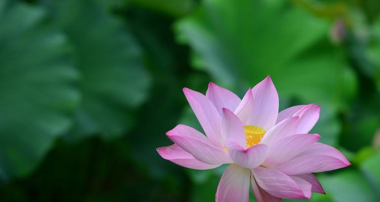 盛开的莲花（清凉夏日的美丽景色）