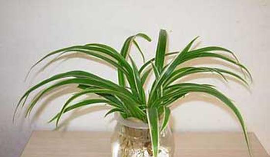 养护你的吊兰——盆栽吊兰的养殖方法（从土壤到灯光，让你的吊兰健康茁壮）
