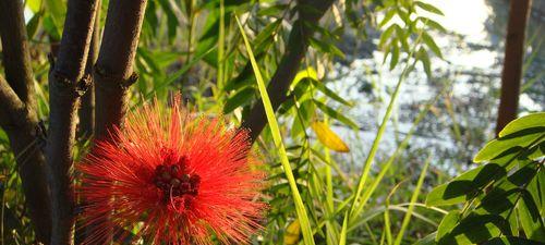 红绒球花——缤纷如春的花海（欣赏红绒球花的美丽与魅力）