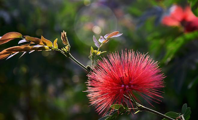 红绒球花——缤纷如春的花海（欣赏红绒球花的美丽与魅力）