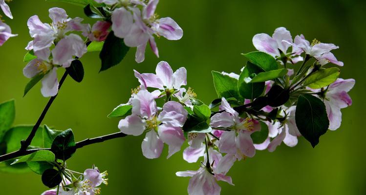 海棠花语-寓意深远的美丽（探寻海棠花的花语及其象征意义）