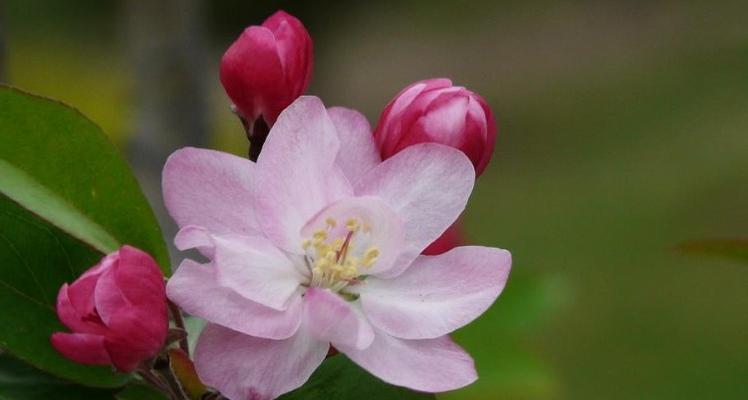 海棠花（探寻海棠花的花语之谜）